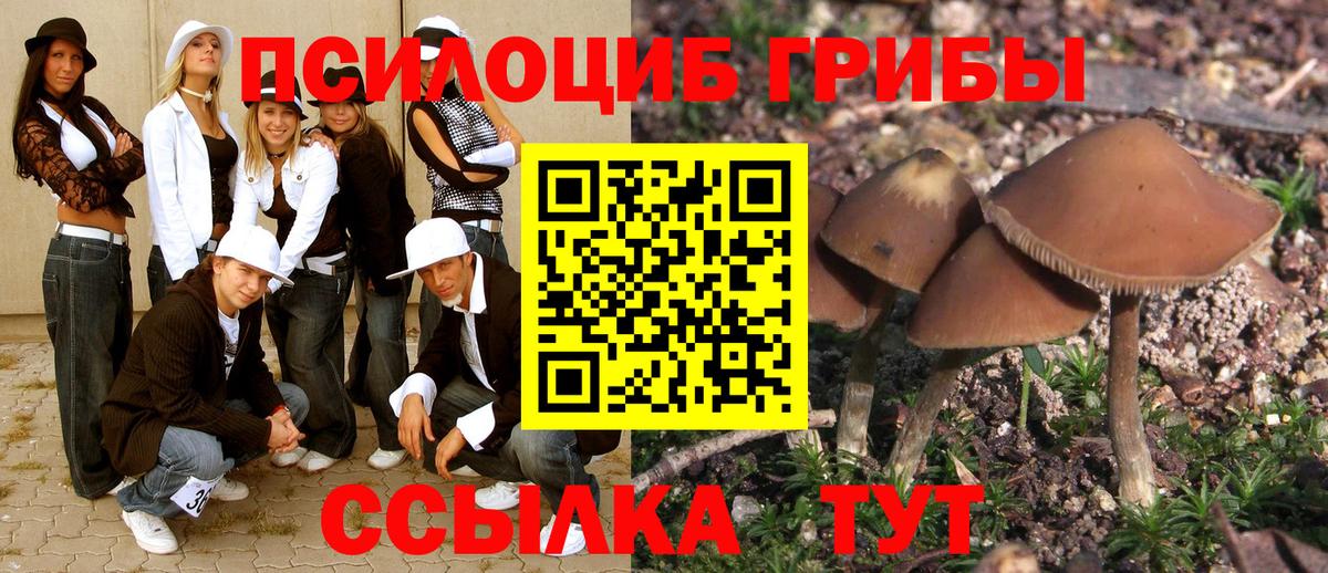 Кингисепп  Галлюциногенные грибы Psilocybe  даркнет сайт  Вход с VPN 