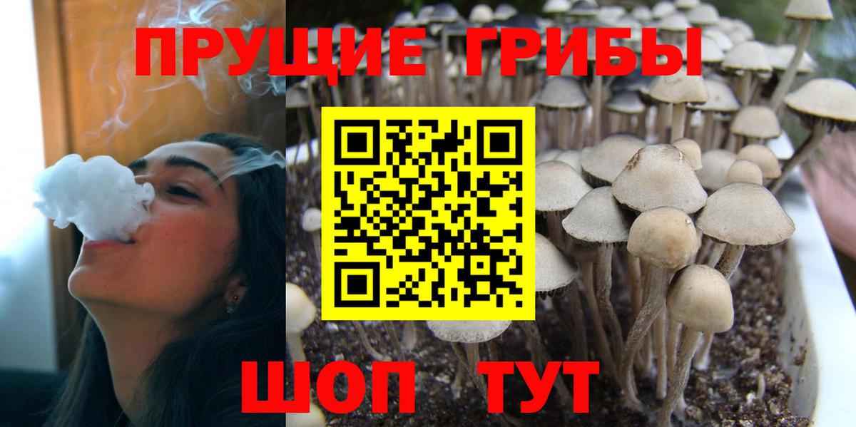 Псилоцибиновые грибы Psilocybine cubensis Кингисепп